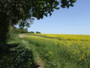 Idyllic Countryside